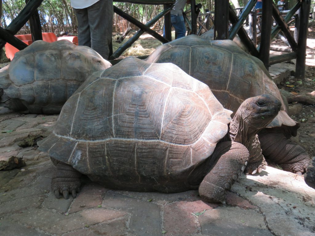 Feed Giant Tortoises at Prison island in Zanzibar